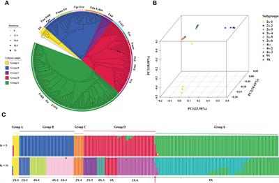 The population genomic analyses of chloroplast genomes shed new insights on the complicated ploidy and evolutionary history in Fragaria